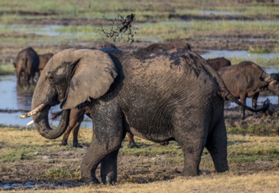 Lateral view of a tusked gray elephant among other wildlife and a water hole in the background