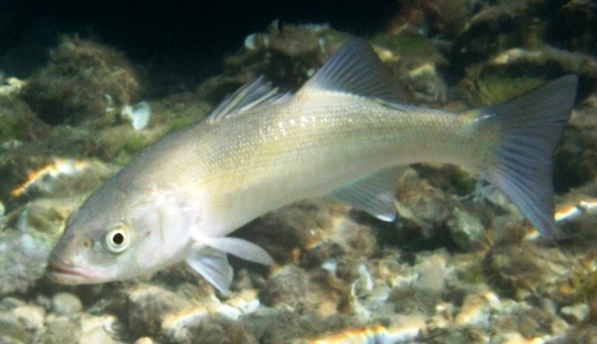 Side view of a silver-colored bass fish swimming over sea rocks