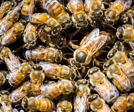 Full-frame view (color photo) of honeybees inside a beehive with the queen bee (larger than the other bees) near the middle