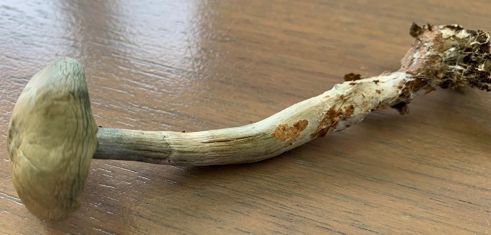 A grayish-white mushroom (with a long stem) placed on a wooden surface