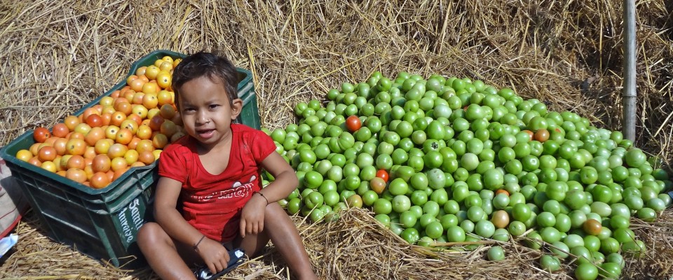 A child in a red shirt sitting on a stack of hay beside a crate of red apples to the left and a pile of green apples to the right.
