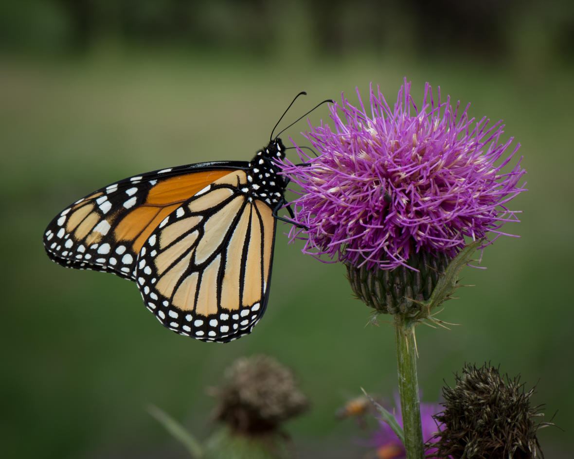 monarch butterfly at left drinking nectar from a purple flower at right