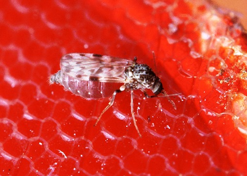 Close-up color photo of a biting midge on a red artificial membrane