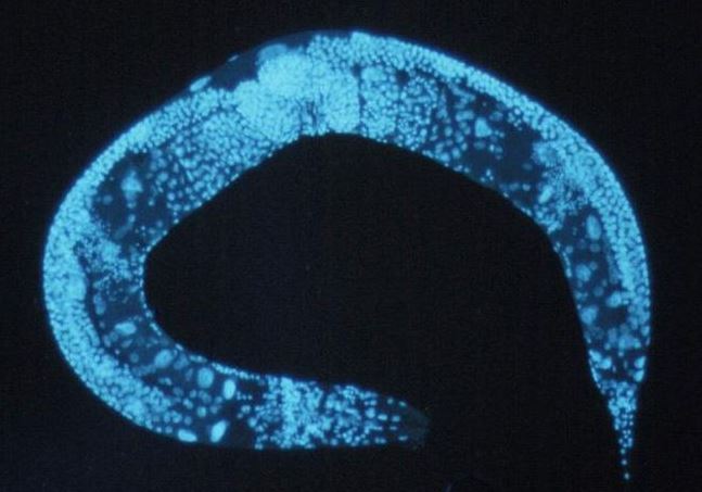 Caenorhabditis elegans stained blue