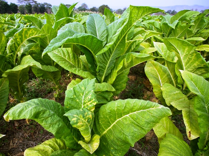 View of tobacco plants (with large green leaves) growing on a farm