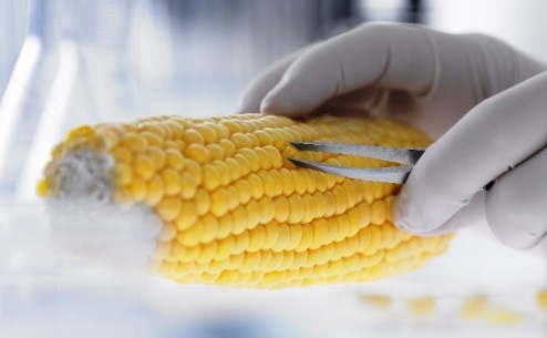 Selective-focus close-up view of a scientist's hand (holding a tweezer-like tool) removing yellow kernels from corn on the cob in a laboratory