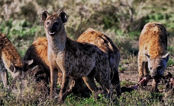 A group of 5 spotted hyenas in the wild; their fur is tan/light brown in color with mottled dark spots