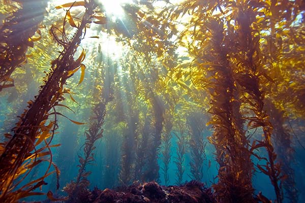 underwater view of a kelp forest