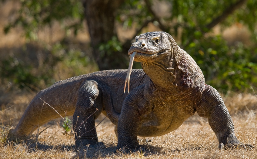 Komodo dragon (with its forked tongue sticking out of its mouth) on the ground