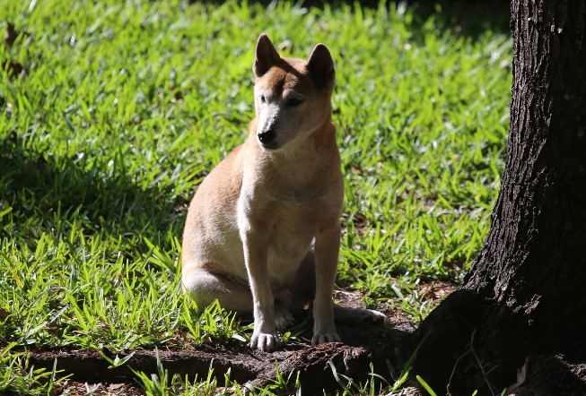 Light-brown New Guinea singing dog, resembling a dingo in appearance, sitting under a tree in the grass