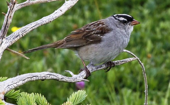 Sparrow (gray body, brown wing and tail, and black-and-white head) on a branch
