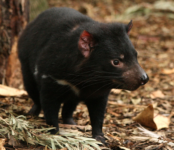 Full-length view of a Tasmanian devil, about the size of a small lapdog and whose fur is predominantly black