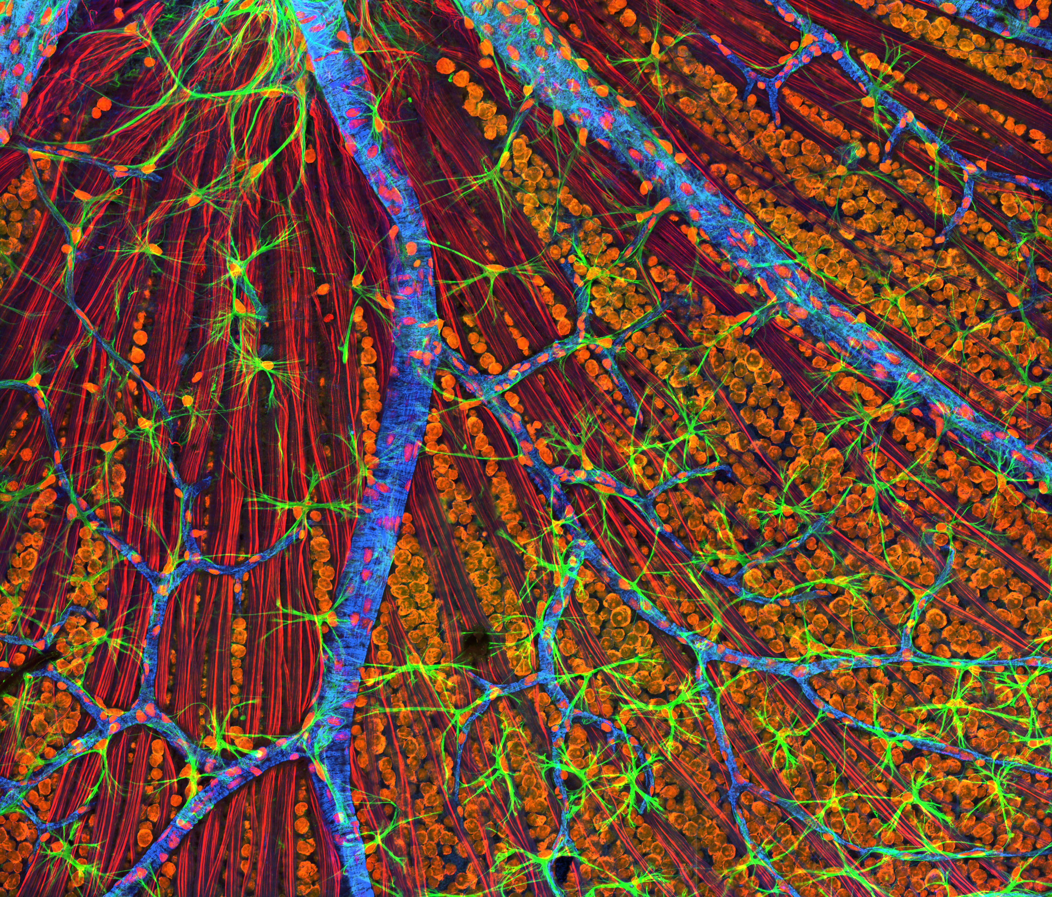 Colorful image of a normal mouse retina in the optic fiber layer