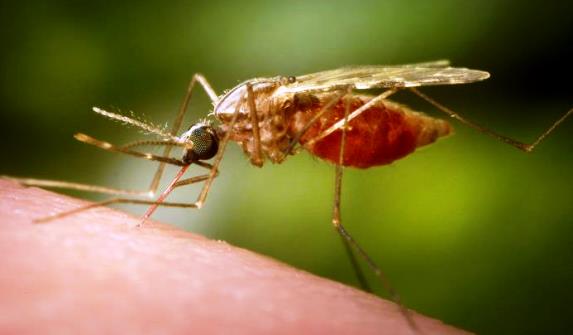 a lateral view of a mosquito perched on human skin, with the mosquito's thin proboscis extending from the insect's mouth into the skin. At right, the mosquito's back legs are lifted and the abdomen is swollen and red. 