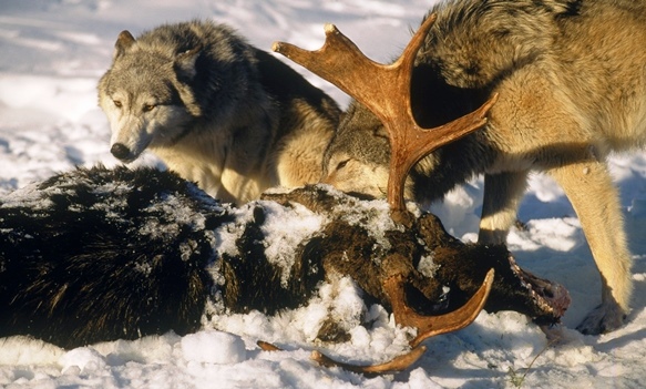 Close-up view of two wolves feeding on a dead moose carcass, lying in the snow