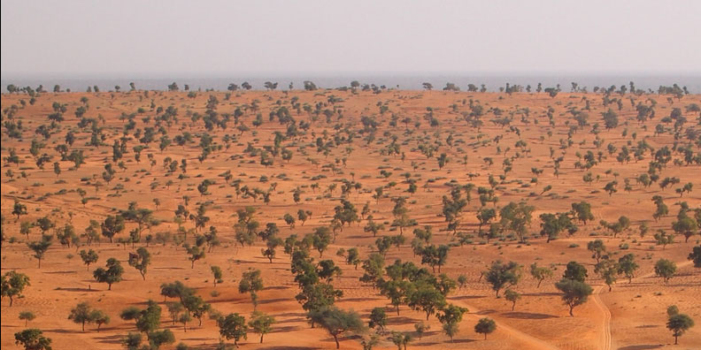 photograph showing trees growing in isolation in the Sahel Zone in northern Senegal