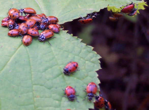 A group of lady beetles (orange in color, with small black spots) on a green leaf