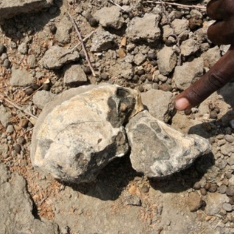 Hominin skull on rocky ground, with a human finger pointing to it