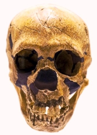 Front view of a Neandertal skull