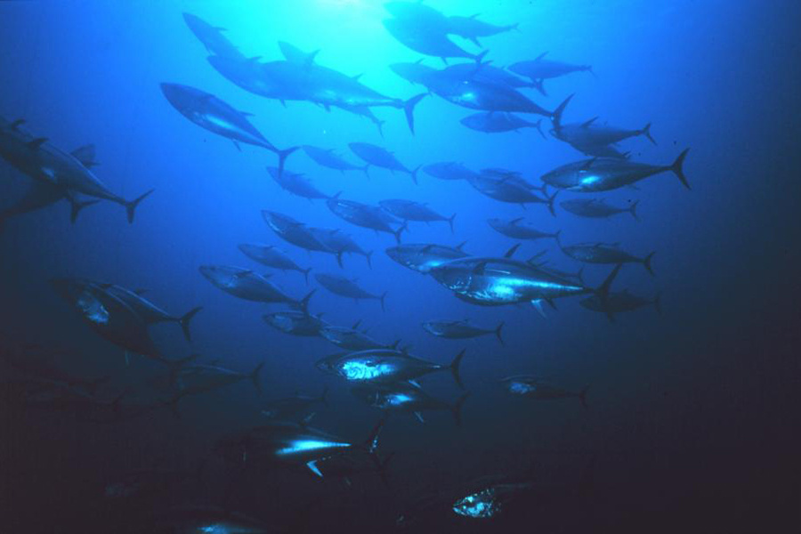 school of Western Atlantic bluefin tuna 