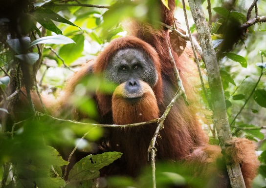 An orange/light brown orangutan sitting in a tree, surrounded by branches and green leaves