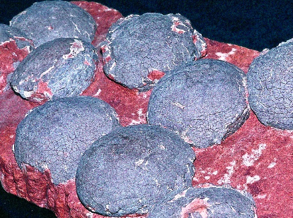 High-angle view of fossilized dinosaur eggs (mostly gray in color) on a pinkish rock