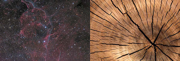wispy pink and blue streaks against a starfield at left, representing a nebula; at right, a cutaway crosssection of a tree trunk showing various shades of brown rings with dark crack streaks