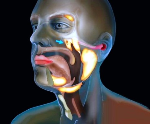 Computerized illustration of a human head, with highlighted areas showing locations of the salivary glands [behind the nose (indicated by a blue arrow), under the tongue, below the jaw, and toward the back of the jaw]