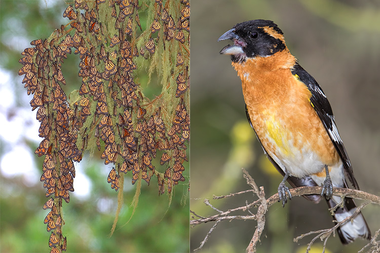 Alt text: Left: dozens of black-and-orange monarch butterflies vertically lined up and covering tree limbs. Right: A bird with a black head and back-and-white wing feathers and orange-and-white breast feathers looking left with its beak open and perched on a bare twig.
