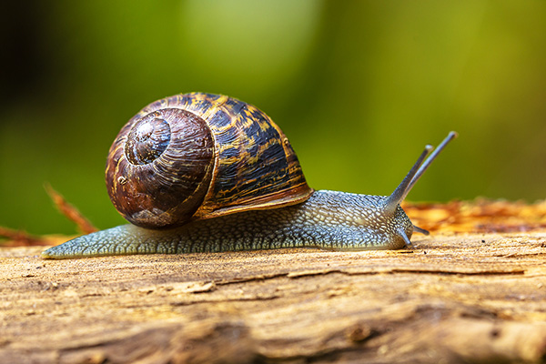 close-up of a garden snail on wood in its natural habitat with green background