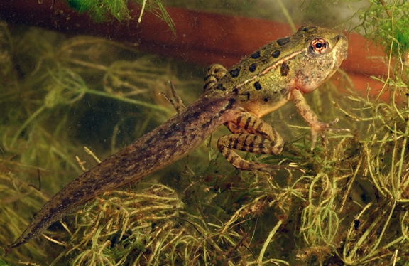 Side view of a metamorphosing northern leopard frog (green in color with dark spots) swimming in water filled with thin strands of aquatic vegetation