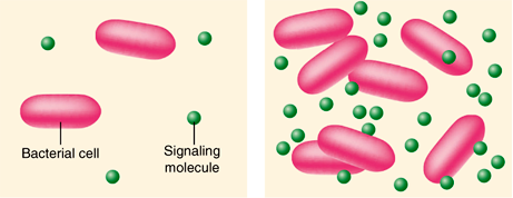 Two illustrated panels showing bacterial cells (pinkish ovals) and signaling molecules (small green circles); the left panel has 2 bacterial cells and 4 signaling molecules, whereas the right panel has 7 bacterial cells and 26 signaling molecules.