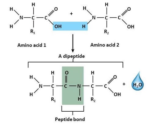 Structural diagram showing amino acid 1 being combined with amino acid 2 to form a dipeptide and a water molecule; the peptide bond is also indicated