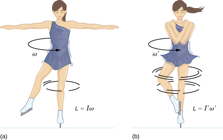 Conservation of angular momentum demonstrated in a drawing of a spinning figure skater. When the skater pulls her arms in at right, she spins faster