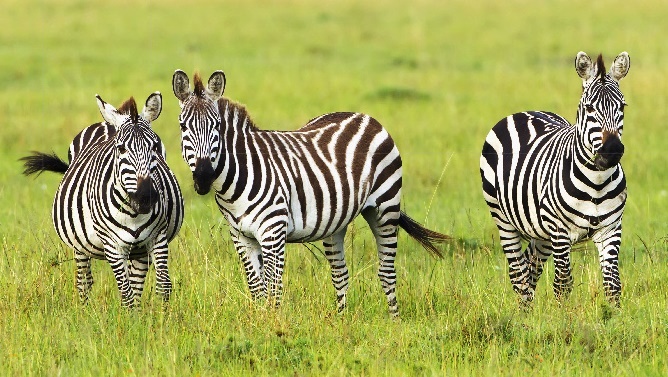 Three zebras standing in a grassy area