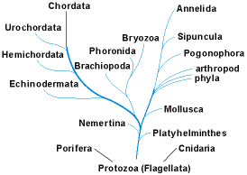 Phylogenetic tree depicting the possible relations among the animal phyla