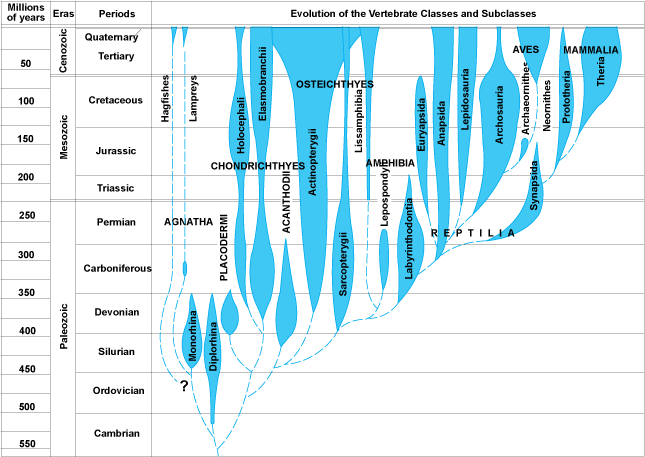 Chart of the vertebrate evolution in relation to geologic time