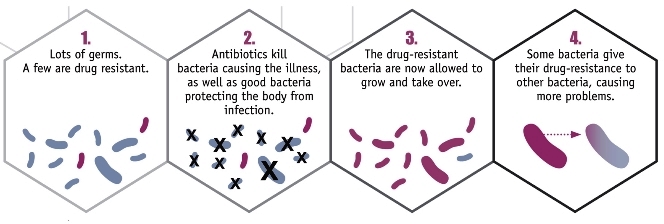 Four illustrated panels showing the steps involved in antibiotic resistance: (1) Lots of germs. A few are drug resistant; (2) Antibiotics kill bacteria causing the illness, as well as good bacteria protecting the body from infection; (3) The drug-resistant bacteria are now allowed to grow and take over; (4) Some bacteria give their drug-resistance to other bacteria, causing more problems.