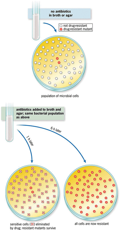 Illustration of petri dishes to show the development of antibiotic-resistant bacteria when sensitive cells are killed by the antibiotic; the top petri dish shows a case in which there are very few drug-resistant bacteria; the bottom two petri dishes show (left) the elimination of sensitive cells and (right) the emergence of only antibiotic-resistant bacteria.