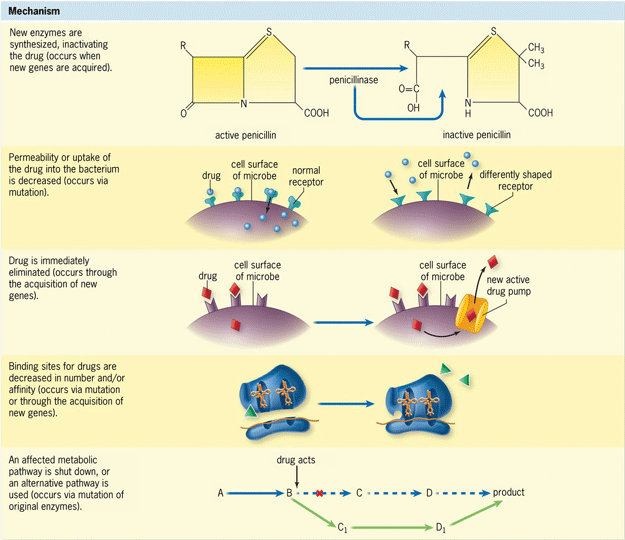 Illustration of five mechanisms by which bacteria can change to become resistant to antibiotics