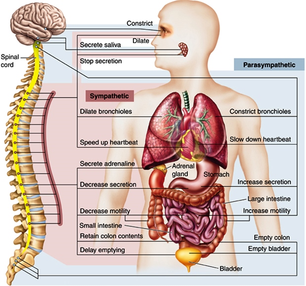 Illustration of (left) a human brain and spinal cord, and (right) a human's upper body, with associated actions carried out by the sympathetic and parasympathetic systems