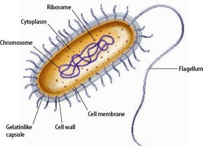 A bacterium with labeled structures