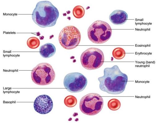 Illustration of various formed blood elements