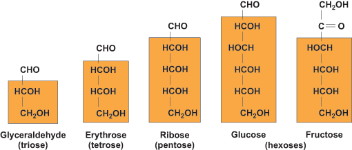 Structures of 5 monosaccharides: glyceraldehyde, erythrose, ribose, glucose, and fructose