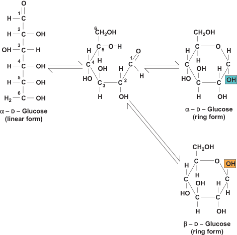 Diagram showing the changes in structure of the linear form of D-glucose going to the alpha and beta ring forms