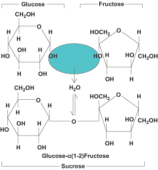 Structure diagram showing the synthesis of a sucrose molecule by the condensation of glucose and fructose