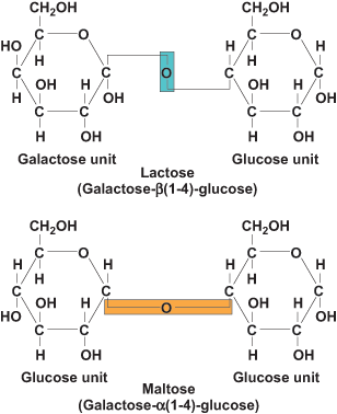 Structures of lactose and maltose
