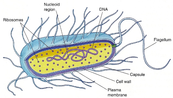 Prokaryote cell with labeled structures