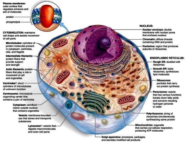 Animal cell with labeled structures