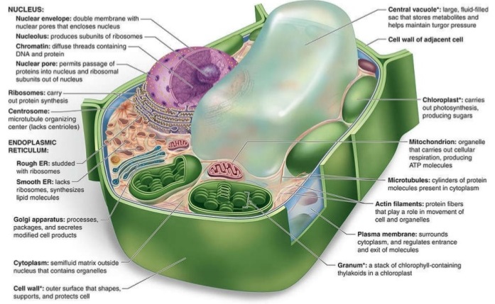 Plant cell with labeled structures